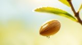 The Rich Benefits of Using Almond Oil in Baby Care.